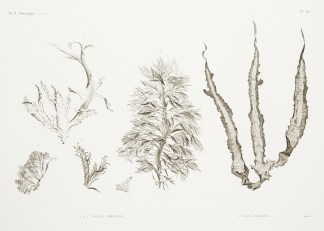 1.2.3.4. Fucus Proteus. 5. Ulva Fasciata… General / Global