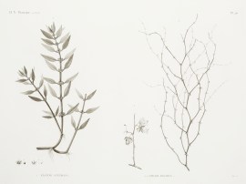 1. Elatine Luxurians. 2.2′ Sodada Decidua. World - Nonindigenous General