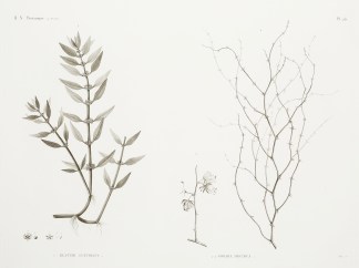 1. Elatine Luxurians. 2.2′ Sodada … General / Global