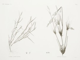 1 Crypsis Alopecuroides. 2 Panicum Turgidum. World - Nonindigenous General