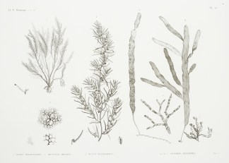 1. Fucus Nayadiformis. 2. Dictyota Imple… General / Global