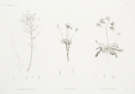 1.1′. Lancretia Suffruticosa. 2. Statice Tub… World - Nonindigenous General