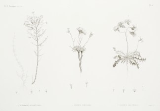 1.1′. Lancretia Suffruticosa. 2. S… General / Global