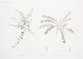 1 Boerhaavia Repens. 2 Salicornia Strobilacea. World - Nonindigenous General