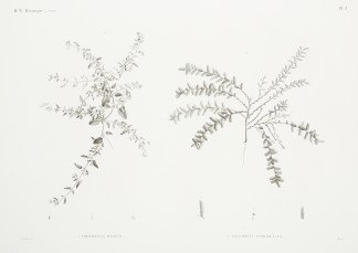 1 Boerhaavia Repens. 2 Salicornia Strobi… General / Global