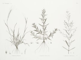 1 Triticum Bicorne. 2 Ammannia Auriculata. 3 Amman… World - Nonindigenous General