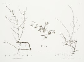 1 Traganum Nudatum. 2 Buplevrum Proliferum. 3 Corn… World - Nonindigenous General