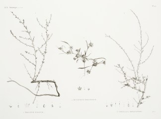 1 Traganum Nudatum. 2 Buplevrum Prolifer… General / Global