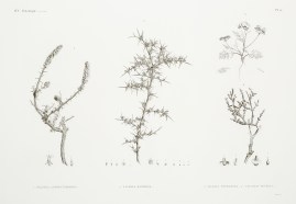 1. Salsola Alopecuroides. Salsola Echinus. 3. Sals… World - Nonindigenous General