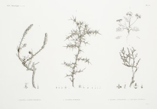 1. Salsola Alopecuroides. Salsola Echinu… General / Global