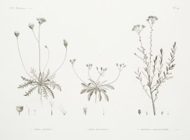 1. Crepis Hispidula. 2. Crepis Senecioides. 3. Santolina Fragrantissima.