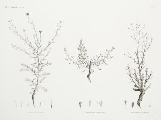 1. Inula Undulata. 2. Chrysocoma Candica… General / Global