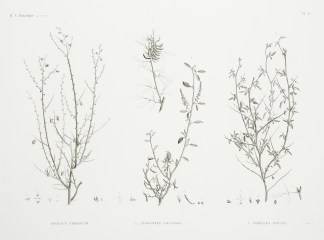 1. Spartium Thebaicum 2.2′ Indigof… General / Global