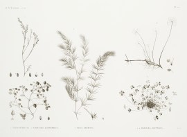 1 Nayas Muricata. 2 Parietaria Alsinefolia. 3 Naya… World - Nonindigenous General