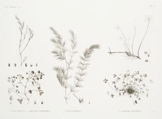 1 Nayas Muricata. 2 Parietaria Alsinefol… General / Global