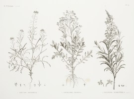 1. Erucaria Crassifolia 2. Cochlearia Nilotica 3. … World - Nonindigenous General