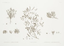 1. Adonis Dentata. 2.3.4 Parmelia Maciformis. 5. G… World - Nonindigenous General