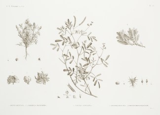 1. Adonis Dentata. 2.3.4 Parmelia Macifo… General / Global