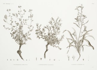 1. Heliotropium Lineatum. 2. Lithospermu… General / Global