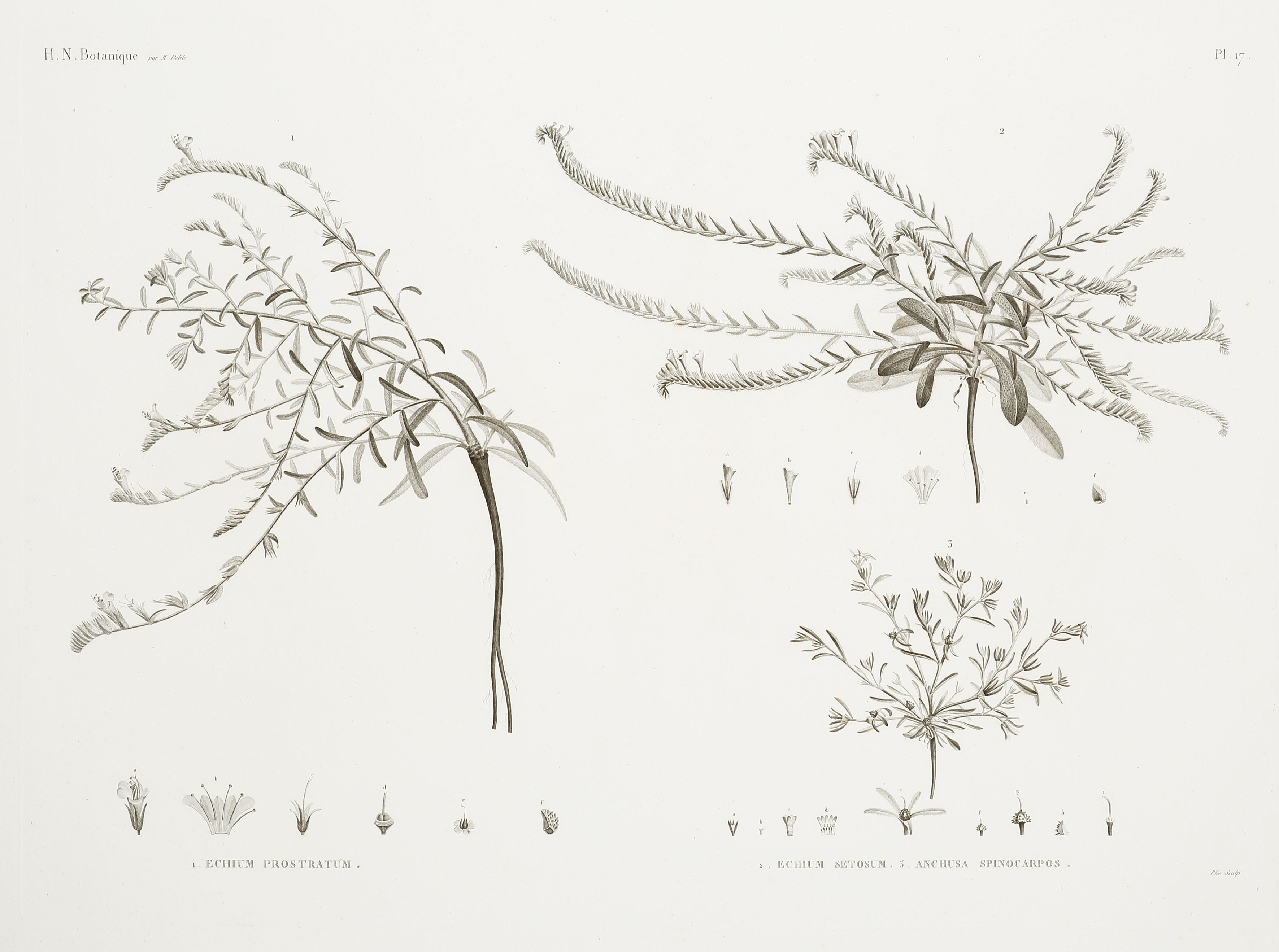 1. Echium Prostratum 2. Echium Setosum. 3. Anchusa Spinocarpos. - Antique Print from 1819