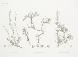 1. Paronychia Arabica 2.2′ Convolvulus Armat… World - Nonindigenous General