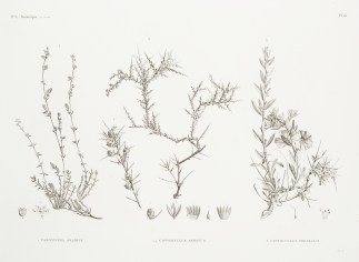 1. Paronychia Arabica 2.2′ Convolv… General / Global