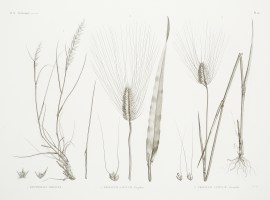 1. Rottbollia Hirsuta 2. Triticum Sativum. Turgidu… World - Nonindigenous General