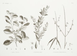 1. Cordia Crenata 2. Cynanchum Argel 3. … General / Global