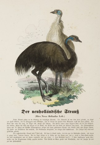 Der der Neuhollandische Strauss (Rhea No… Australian