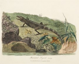 Muricated Lizard, Variety.