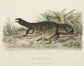 The Variegated Lizard