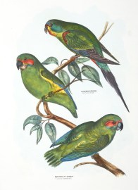 Lathamus discolor. Swift Lorikeet. Cyclopsitta Coxeni. Coxen's Parrakeet