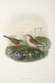 Anthus spinoletta