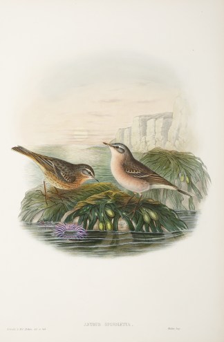 Anthus spinoletta General / Global