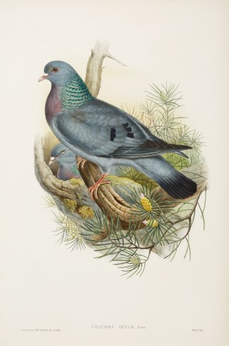 Columba oenas. Stock-Dove General / Global