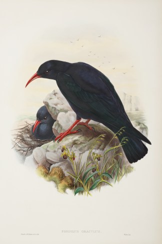 Fregilus Graculus. Chough General / Global