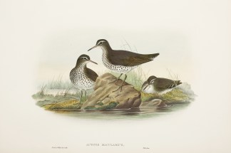 Actitis Macularius General / Global