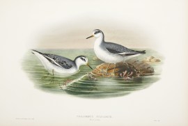 Phalaropus Fulicarius. (Winter Plumage)