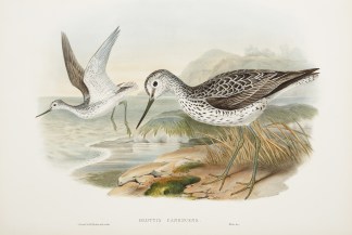 Glottis Canescens. Greenshank. General / Global