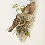 John Gould Great Britain