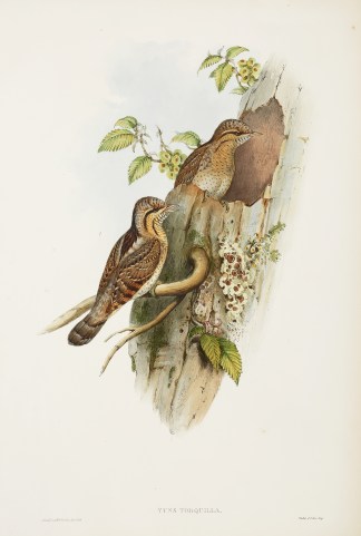 Yunx Torquilla. Wryneck. General / Global