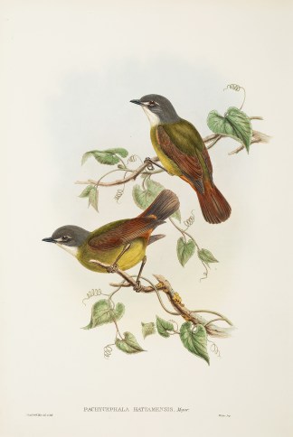 Pachycephala Hattamensis The Birds of New Guinea