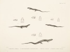 1. Morethia Anomala, 2. Cryptoblepharus Poecilopleurus, 3. Miculia Elegans, 4. Menetia Greyi