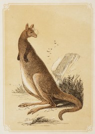 The Kangaroo. Australian - General