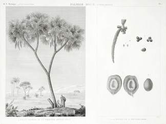 1. Vue du Palmier de la Thebaide appelle… General / Global