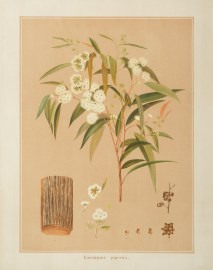 Eucalyptus piperita. Australian - General
