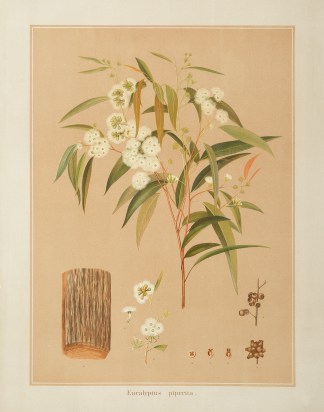 Eucalyptus piperita. Australian - General Eucalyptus piperita. Australian - General