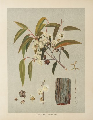 Eucalyptus capitellata. Australian - General