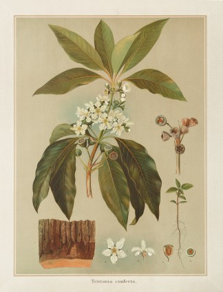 Tristania conferta [Brush Box] Australian - General