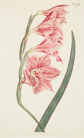 Gladiolus Hirsutus Rose Coloured Hairy C… General / Global